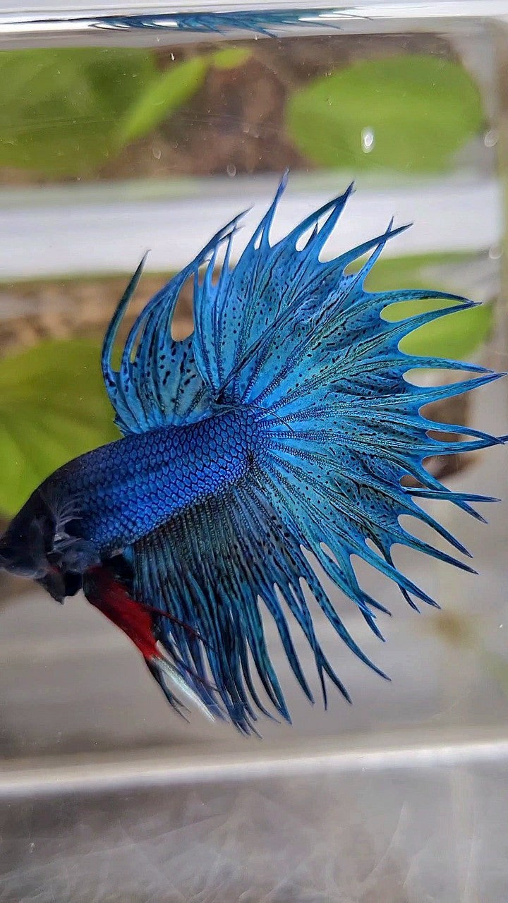 KING CROWNTAIL GREEN BLUE TURQUOISE BETTA FISH