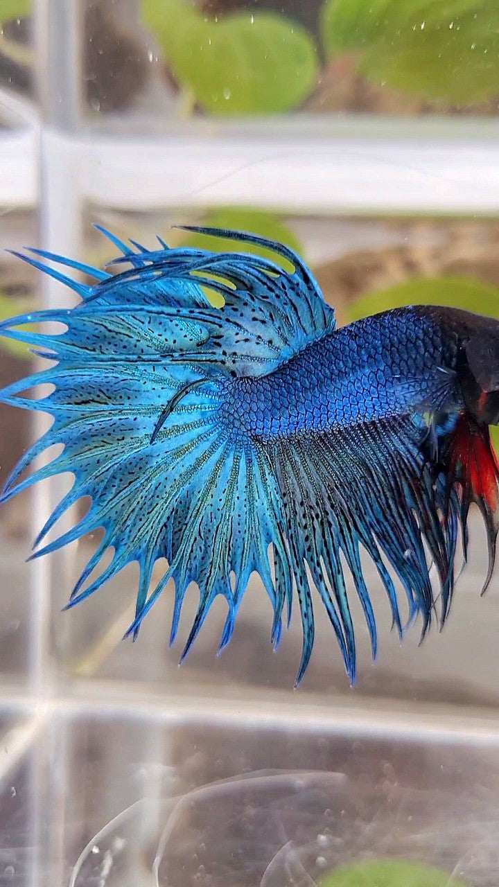 KING CROWNTAIL GREEN BLUE TURQUOISE BETTA FISH