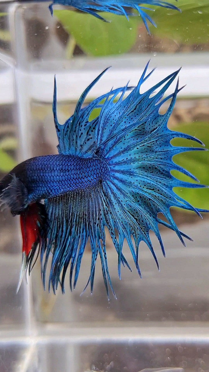 KING CROWNTAIL GREEN BLUE TURQUOISE BETTA FISH