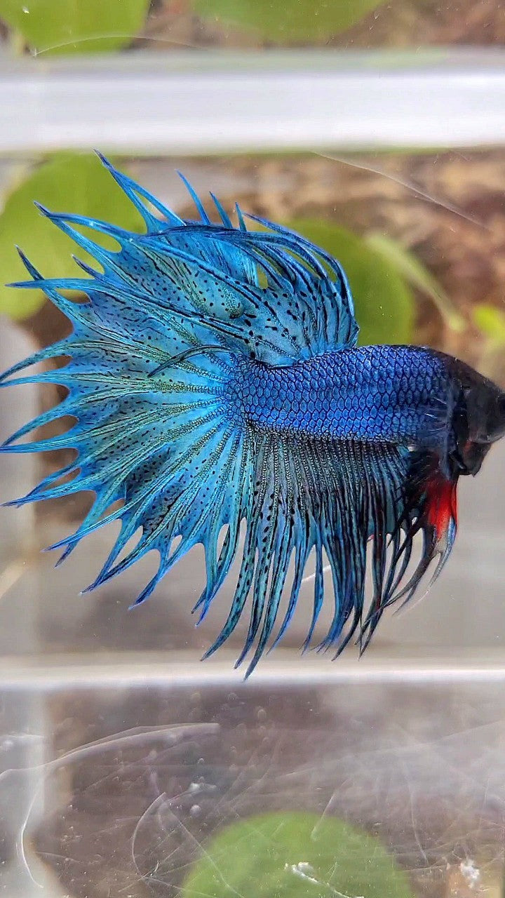 KING CROWNTAIL GREEN BLUE TURQUOISE BETTA FISH