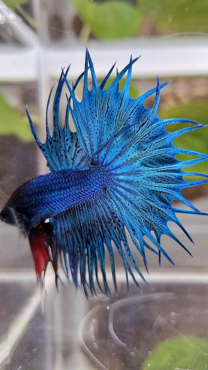 KING CROWNTAIL GREEN BLUE TURQUOISE BETTA FISH