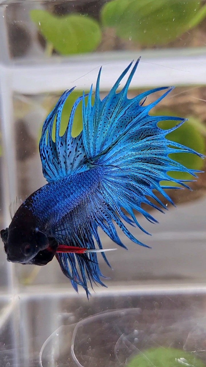 KING CROWNTAIL GREEN BLUE TURQUOISE BETTA FISH