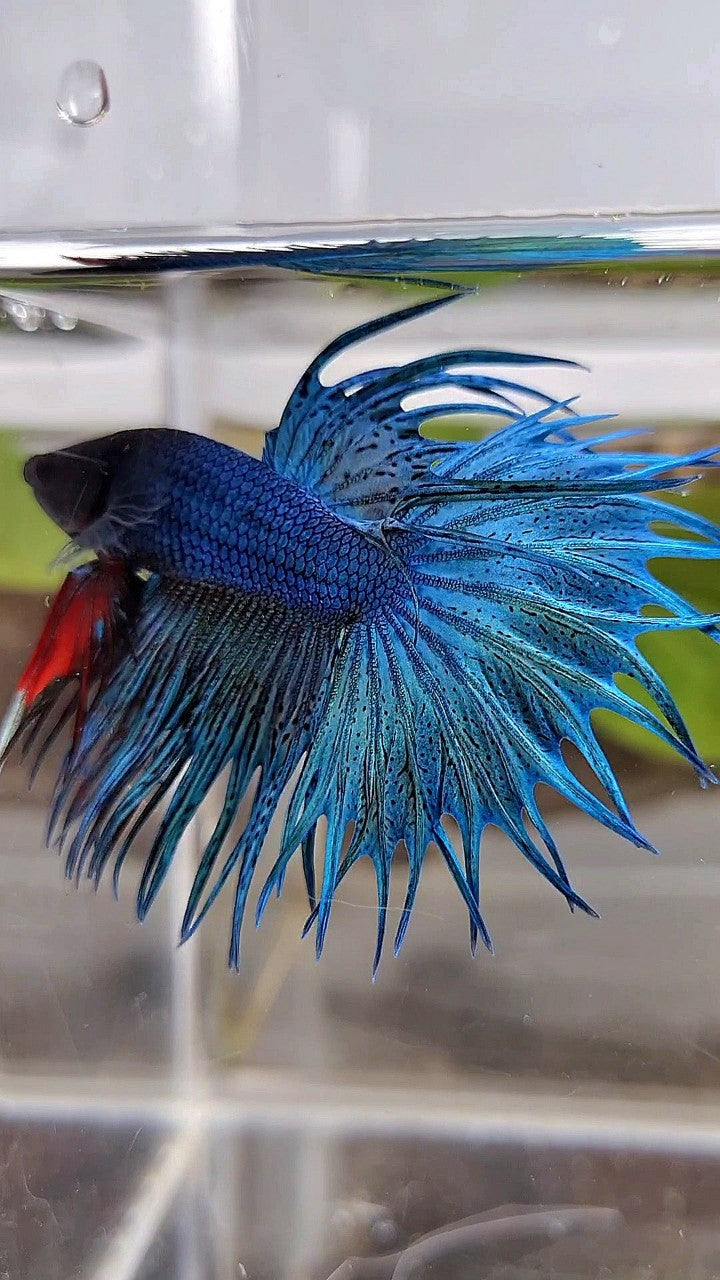 KING CROWNTAIL GREEN BLUE TURQUOISE BETTA FISH