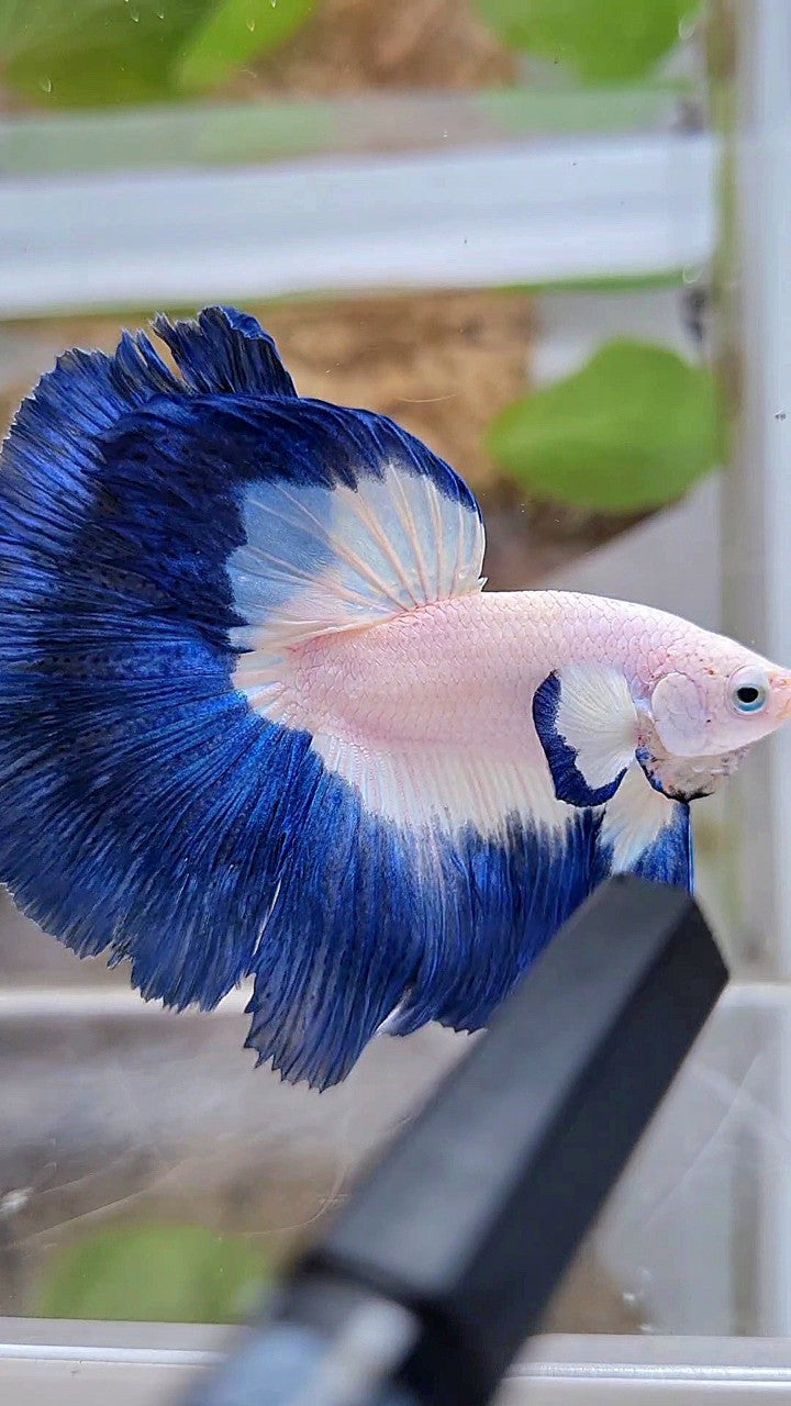 LUXURY HALFMOON BIG EAR ROSETAIL BLUE RIM BICOLOR BETTA FISH