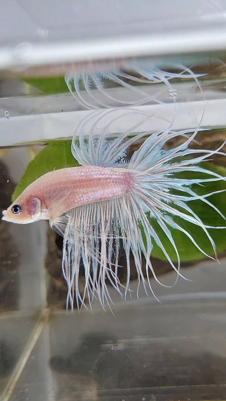 KING CROWNTAIL CELLOPHANE WHITE BETTA FISH