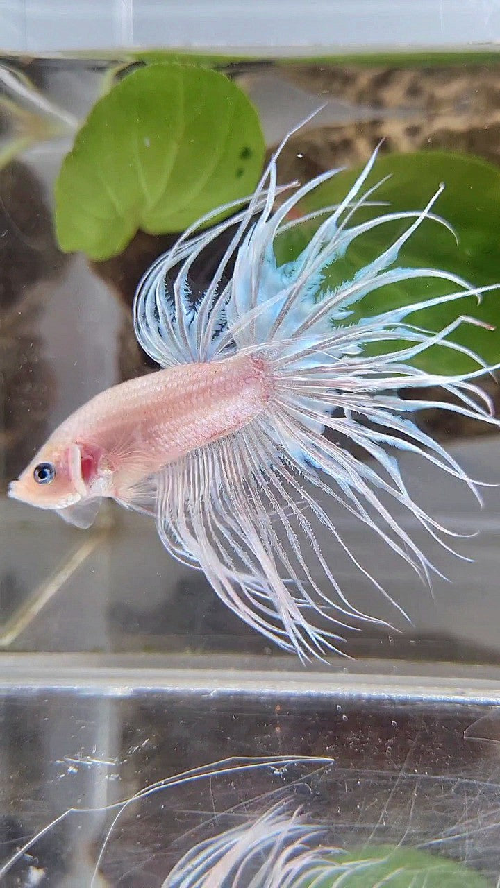 KING CROWNTAIL CELLOPHANE WHITE BETTA FISH