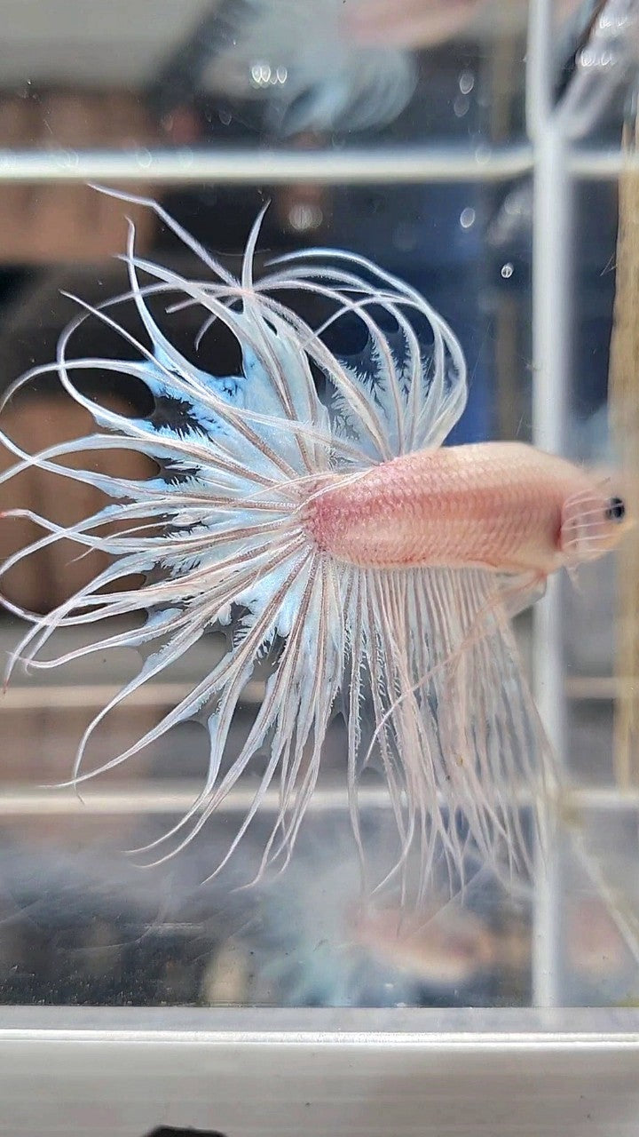 KING CROWNTAIL CELLOPHANE WHITE BETTA FISH
