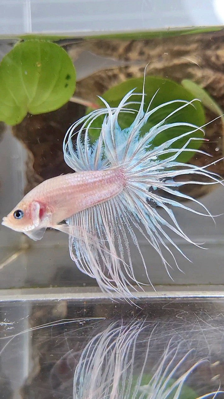 KING CROWNTAIL CELLOPHANE WHITE BETTA FISH