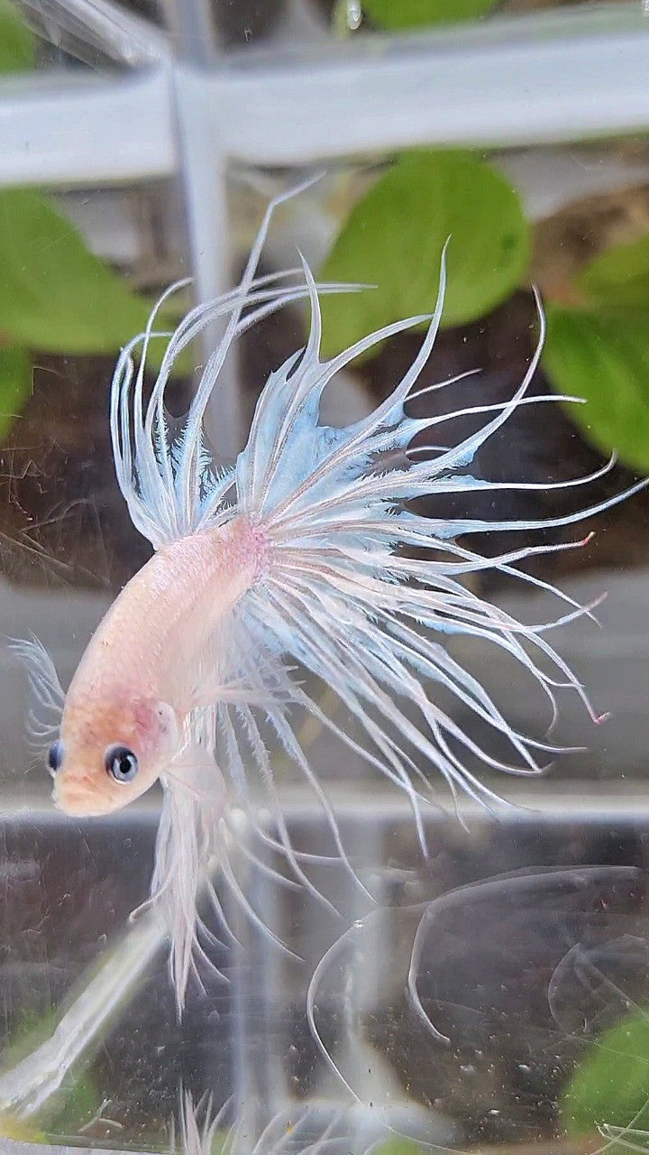 KING CROWNTAIL CELLOPHANE WHITE BETTA FISH
