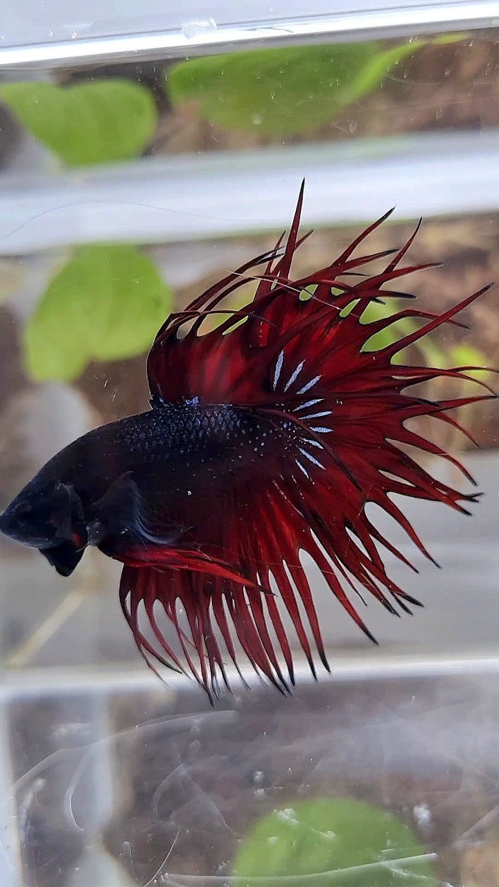 KING CROWNTAIL BLACK RED VAMPIRE BETTA FISH