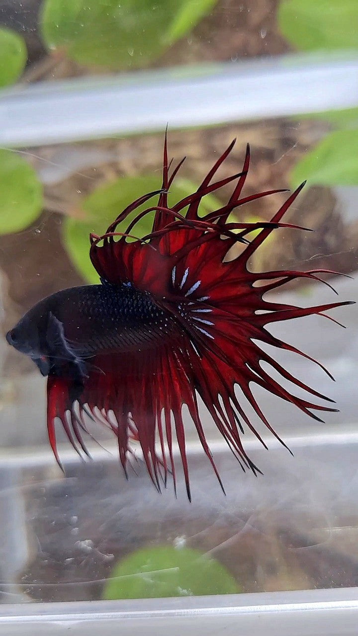 LUXURY KING CROWNTAIL BLACK RED VAMPIRE BETTA FISH