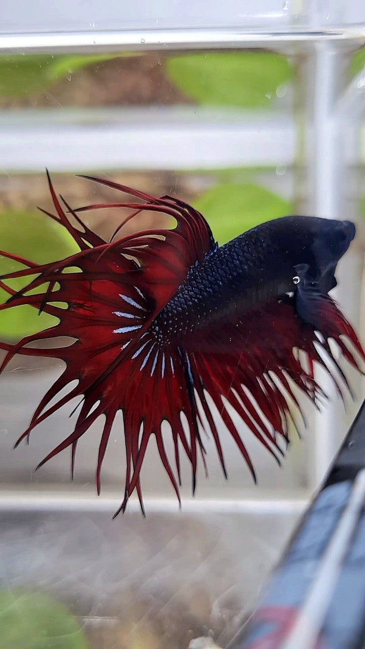 LUXURY KING CROWNTAIL BLACK RED VAMPIRE BETTA FISH