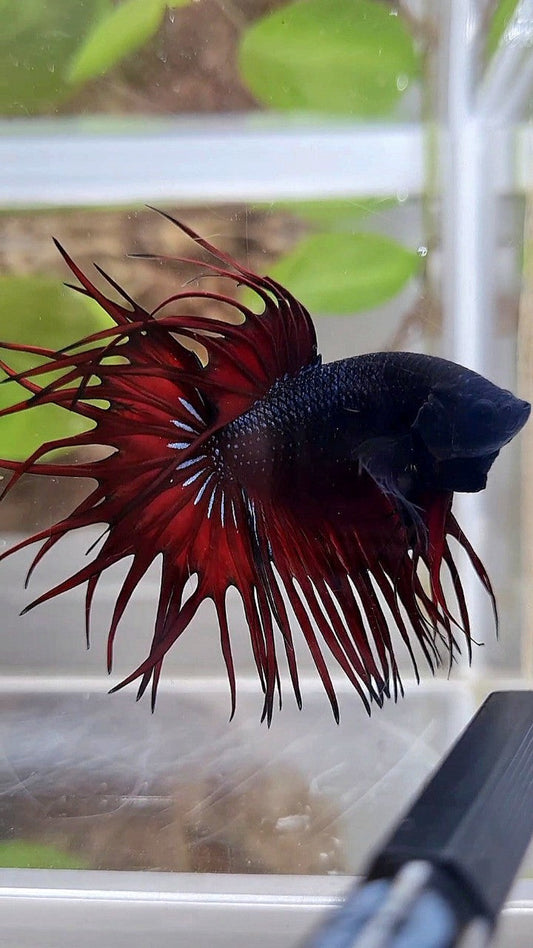 LUXURY KING CROWNTAIL BLACK RED VAMPIRE BETTA FISH