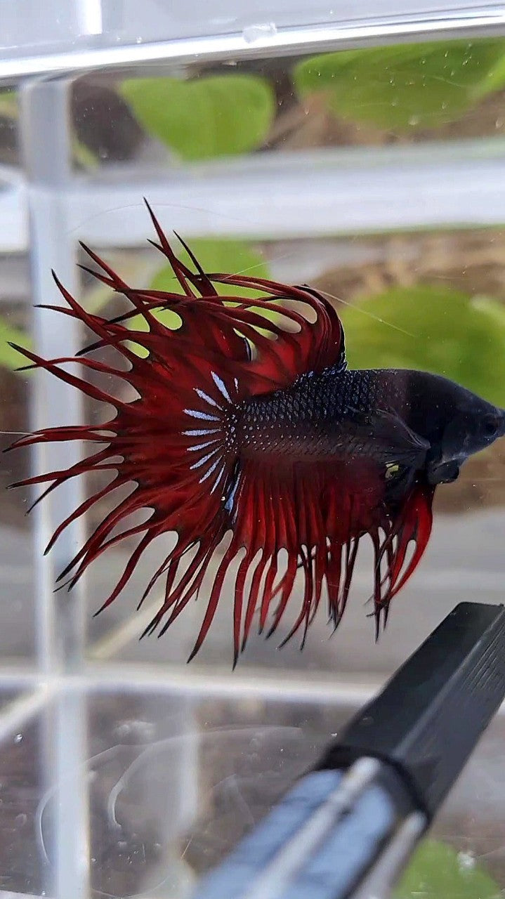 LUXURY KING CROWNTAIL BLACK RED VAMPIRE BETTA FISH