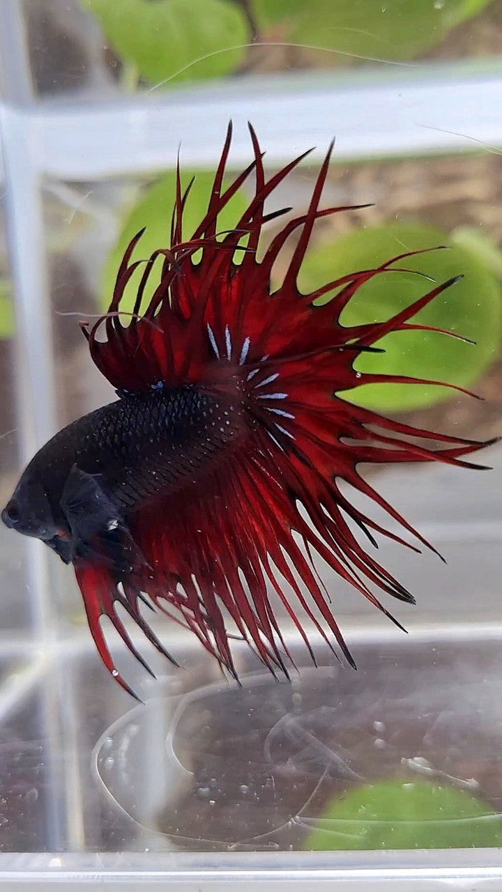 KING CROWNTAIL BLACK RED VAMPIRE BETTA FISH