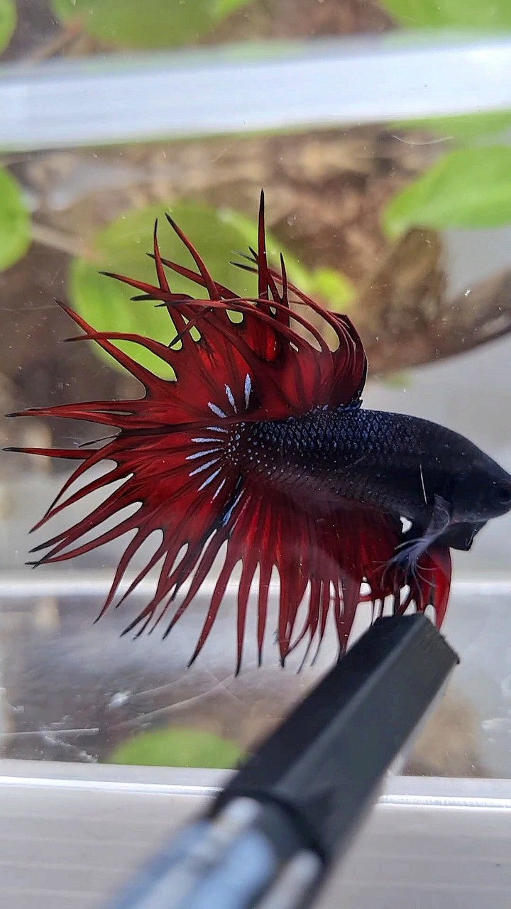 KING CROWNTAIL BLACK RED VAMPIRE BETTA FISH