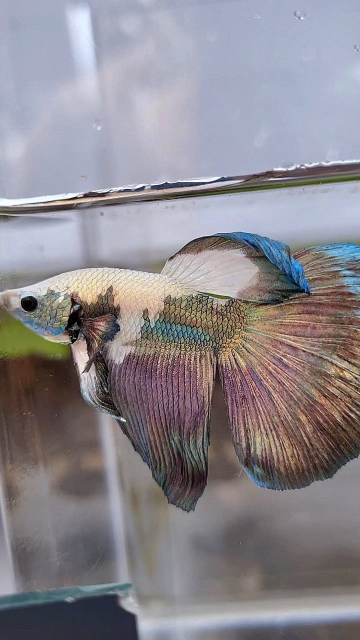 HALFMOON COPPER RIM PANDA BETTA FISH