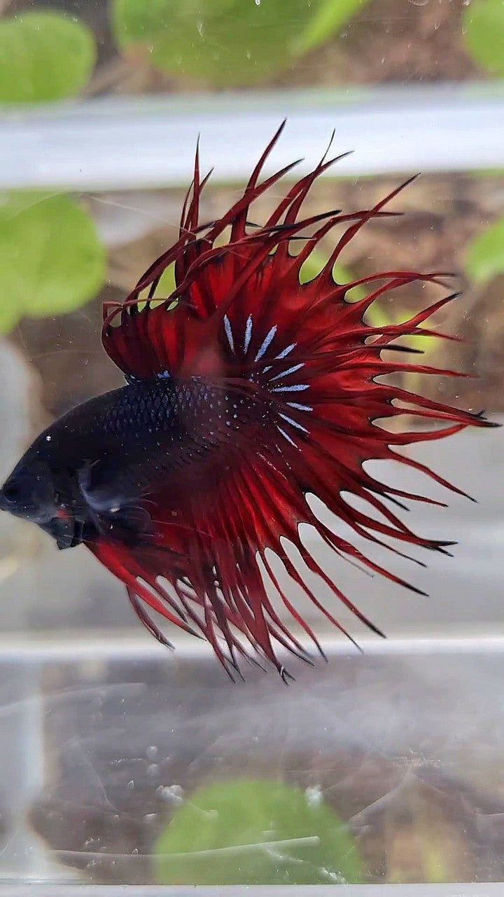 LUXURY KING CROWNTAIL BLACK RED VAMPIRE BETTA FISH