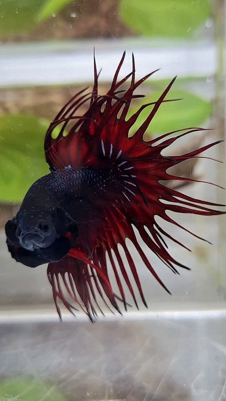 KING CROWNTAIL BLACK RED VAMPIRE BETTA FISH