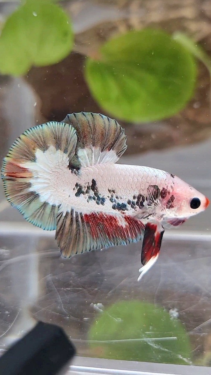 PLAKAT COPPER RIM RED LIPS UNIQUE BETTA FISH