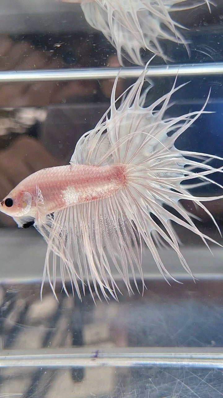 KING CROWNTAIL CELLOPHANE SILVER WHITE BETTA FISH