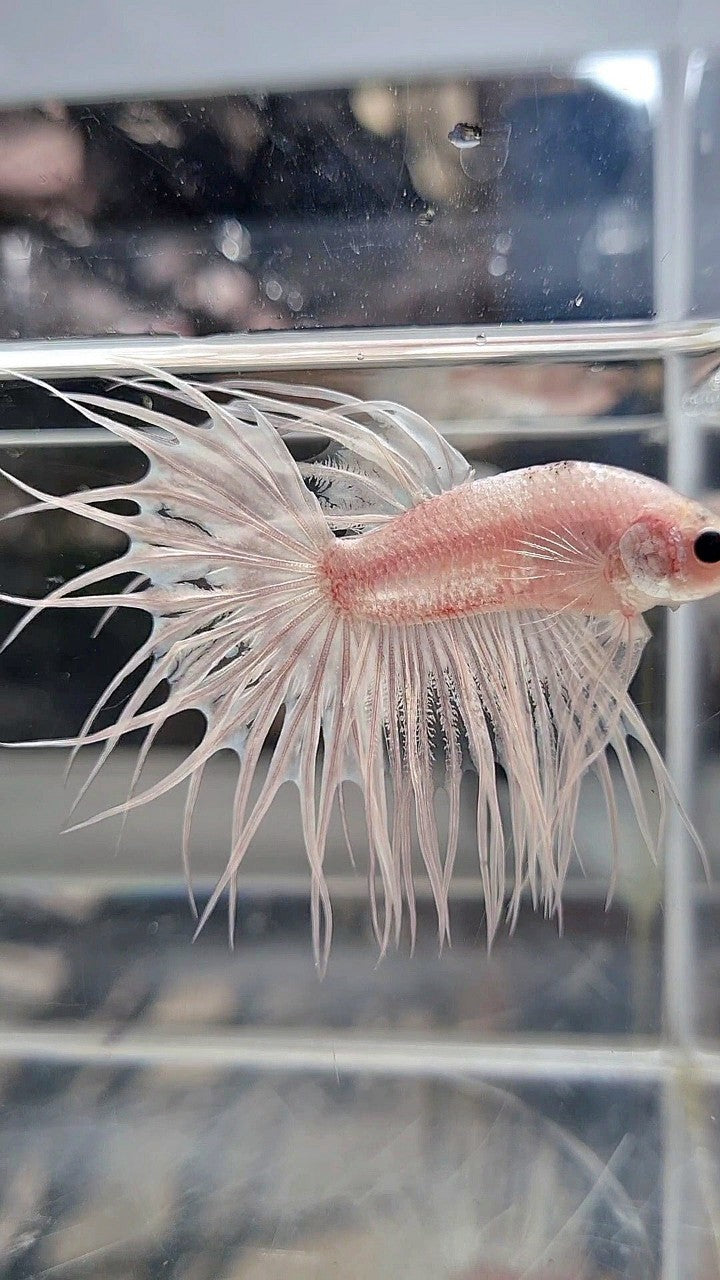 KING CROWNTAIL CELLOPHANE SILVER WHITE BETTA FISH