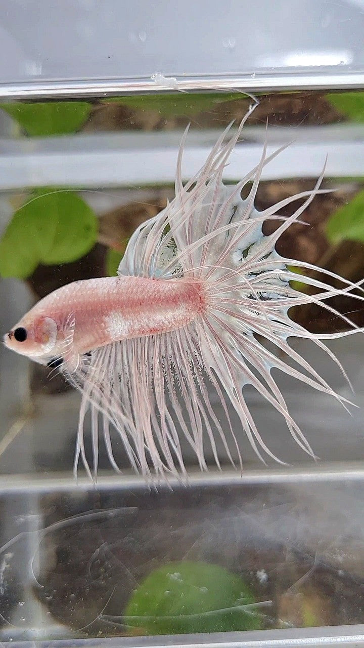 KING CROWNTAIL CELLOPHANE SILVER WHITE BETTA FISH