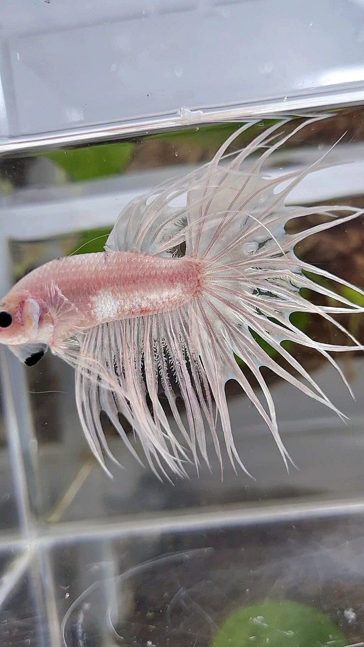 KING CROWNTAIL CELLOPHANE SILVER WHITE BETTA FISH