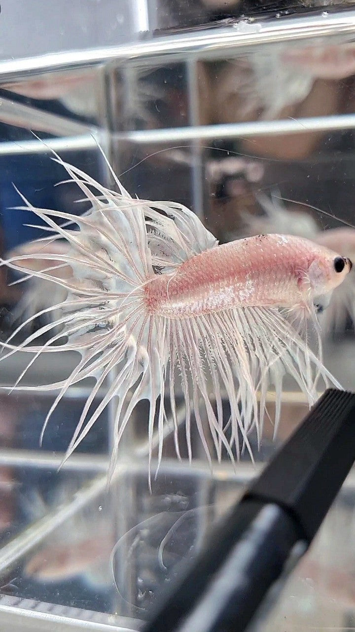KING CROWNTAIL CELLOPHANE SILVER WHITE BETTA FISH