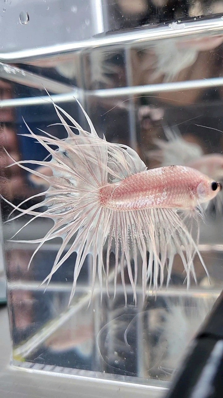 KING CROWNTAIL CELLOPHANE SILVER WHITE BETTA FISH