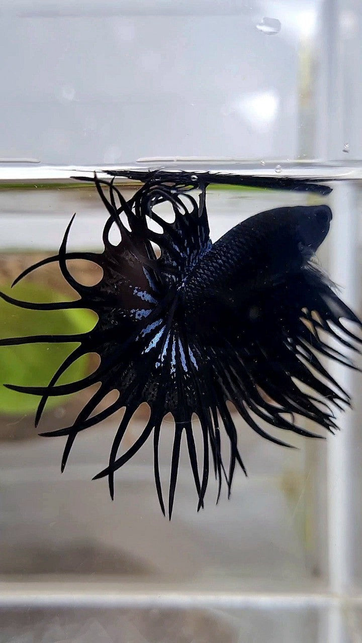 LUXURY KING CROWNTAIL SUPER BLACK ORCHID BETTA FISH