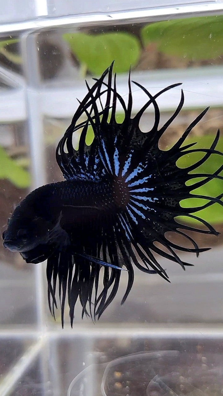 LUXURY KING CROWNTAIL SUPER BLACK ORCHID BETTA FISH