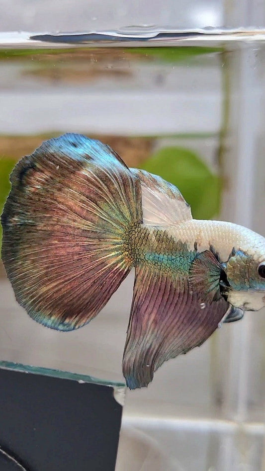 HALFMOON COPPER RIM PANDA BETTA FISH
