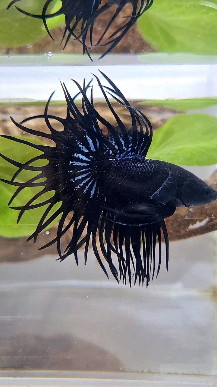 LUXURY KING CROWNTAIL SUPER BLACK ORCHID BETTA FISH