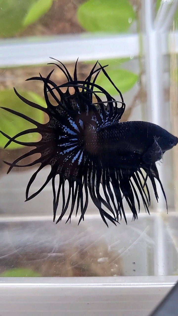 LUXURY KING CROWNTAIL SUPER BLACK ORCHID BETTA FISH