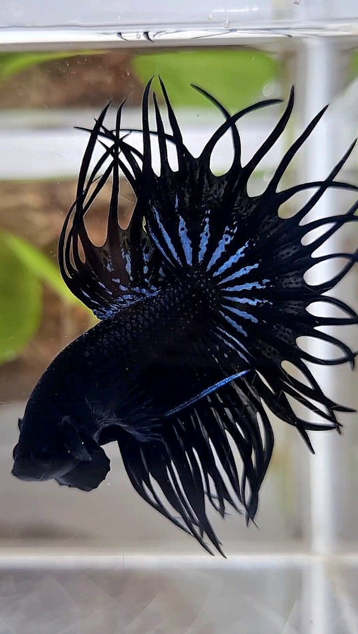 LUXURY KING CROWNTAIL SUPER BLACK ORCHID BETTA FISH