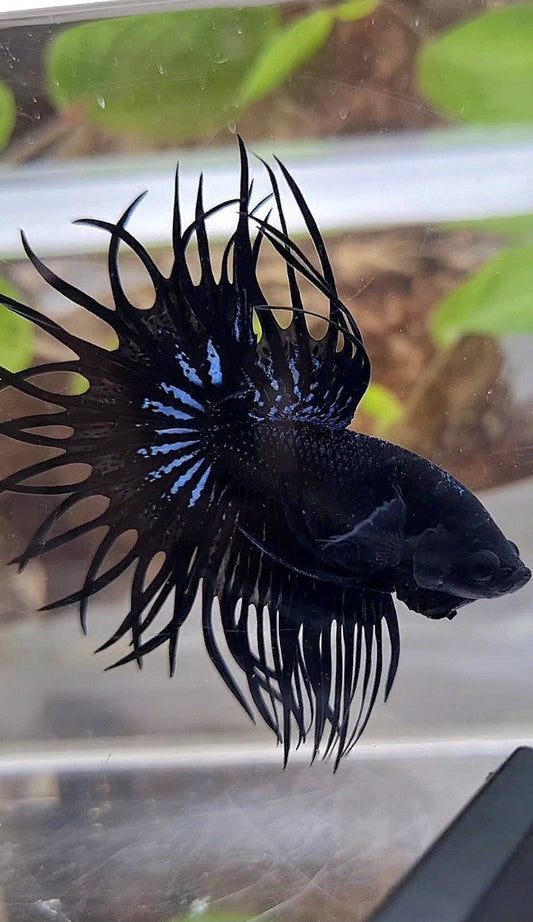 LUXURY KING CROWNTAIL SUPER BLACK ORCHID BETTA FISH