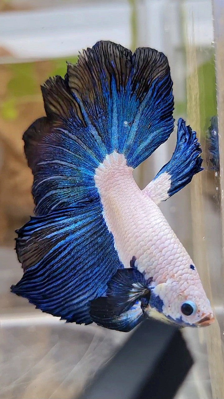 HALFMOON ROSETAIL DARK BLUE RIM BICOLOR BETTA FISH