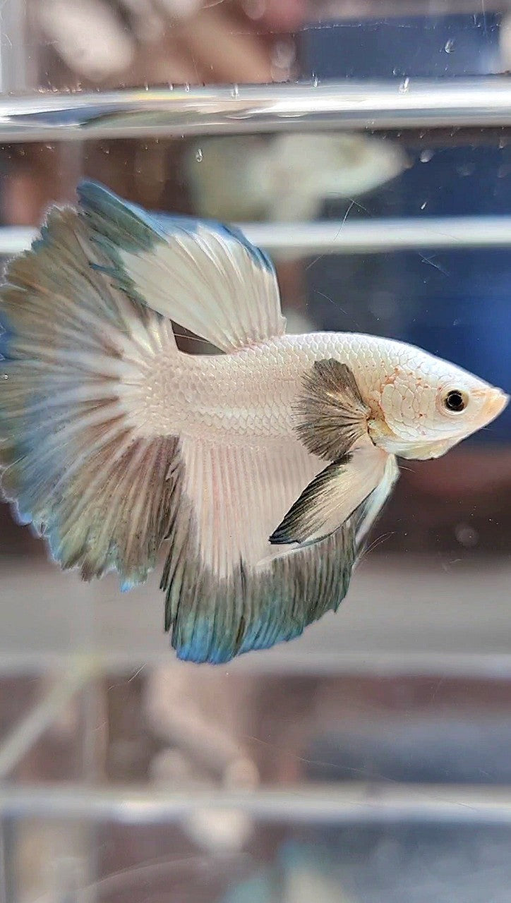 HALFMOON COPPER RIM BUTTERFLY BETTA FISH