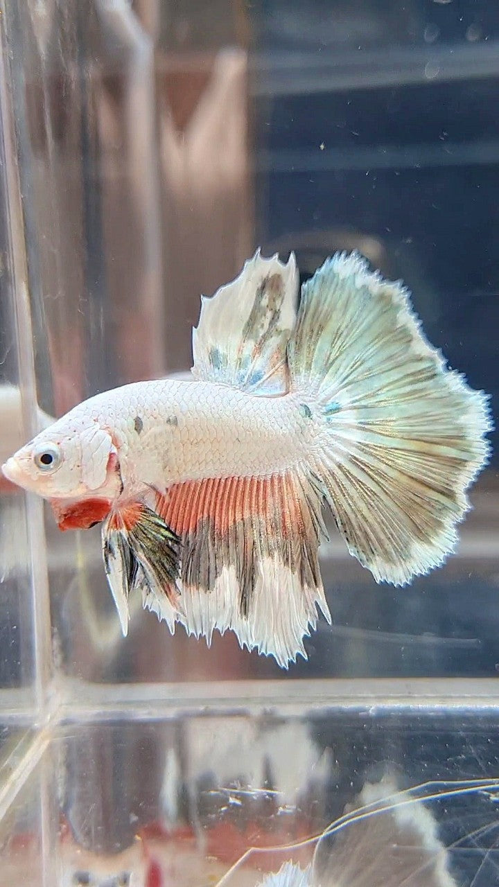 HALFMOON PINK COPPER RIM FLAMINGGO BETTA FISH