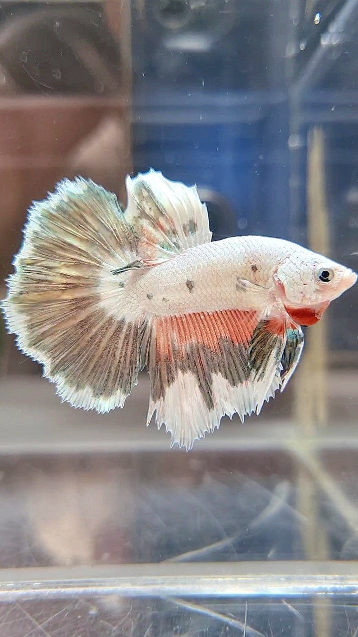 HALFMOON PINK COPPER RIM FLAMINGGO BETTA FISH