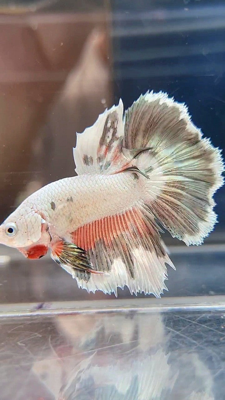 HALFMOON PINK COPPER RIM FLAMINGGO BETTA FISH