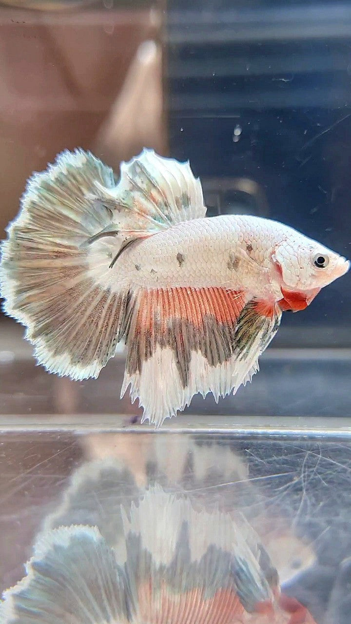 HALFMOON PINK COPPER RIM FLAMINGGO BETTA FISH