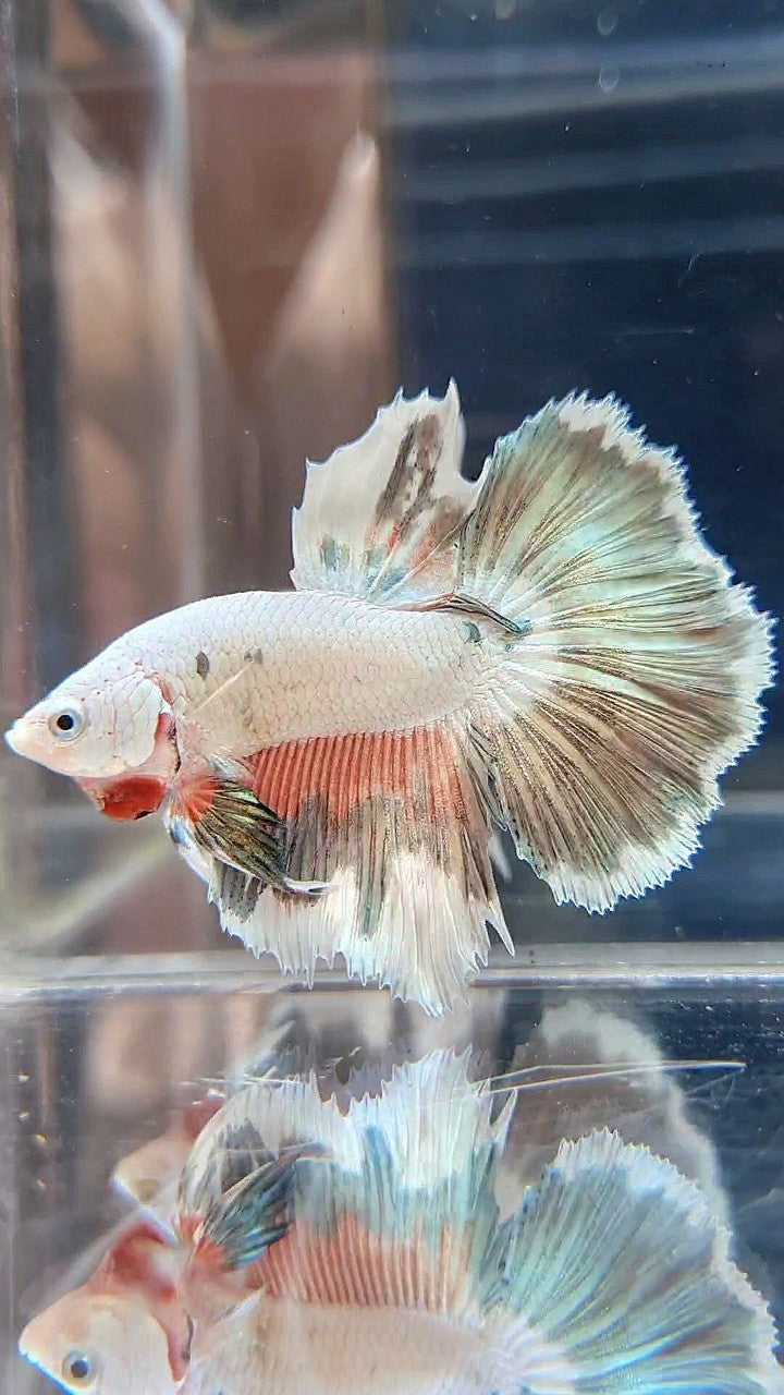 HALFMOON PINK COPPER RIM FLAMINGGO BETTA FISH