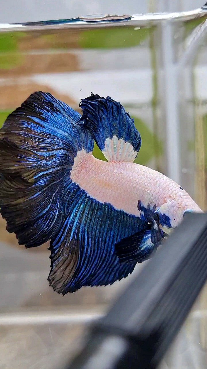 HALFMOON ROSETAIL DARK BLUE RIM BICOLOR BETTA FISH