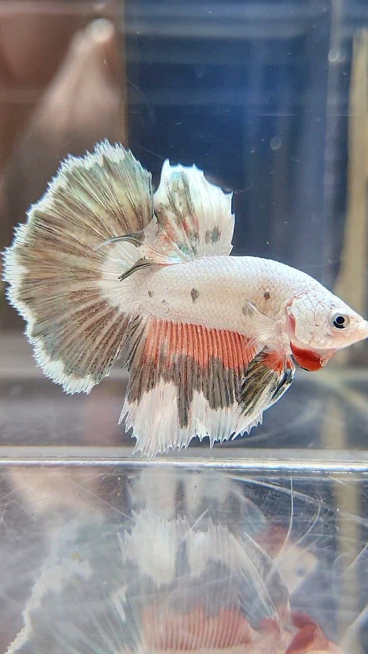 HALFMOON PINK COPPER RIM FLAMINGGO BETTA FISH