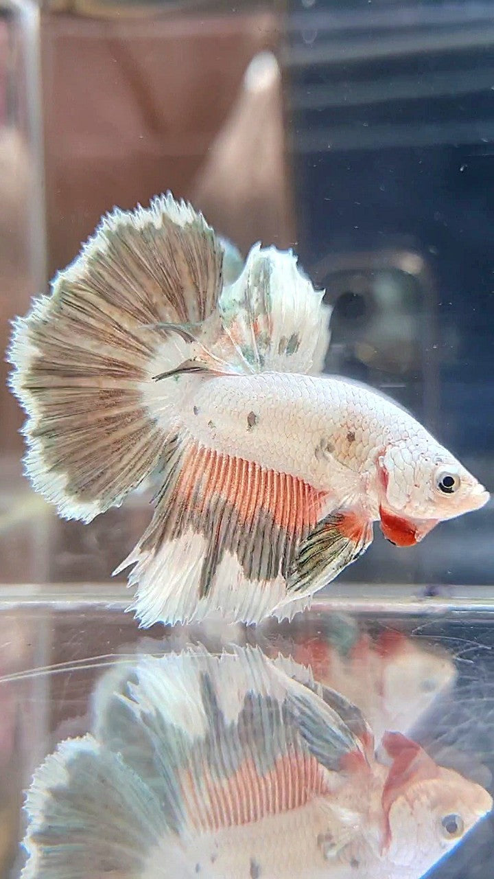 HALFMOON PINK COPPER RIM FLAMINGGO BETTA FISH