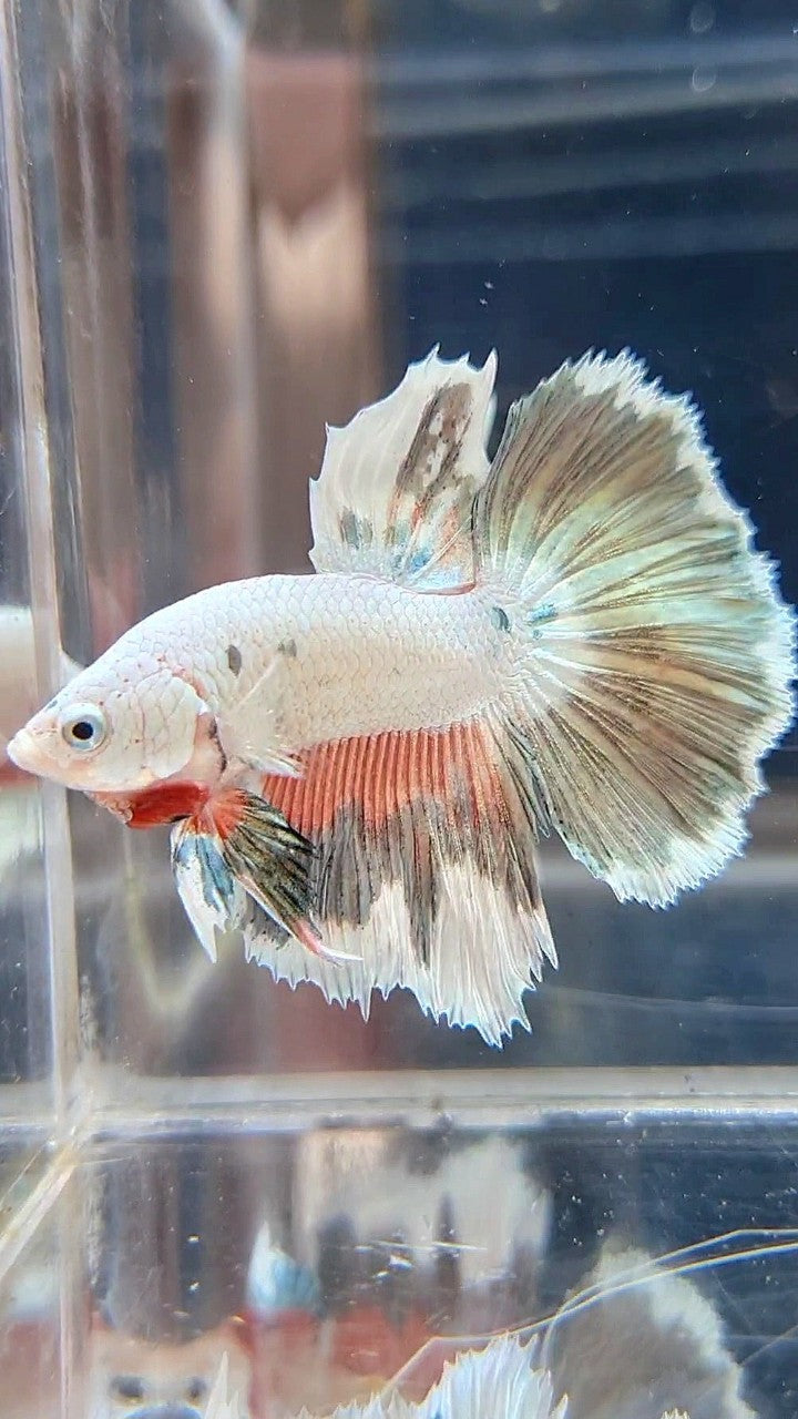 HALFMOON PINK COPPER RIM FLAMINGGO BETTA FISH