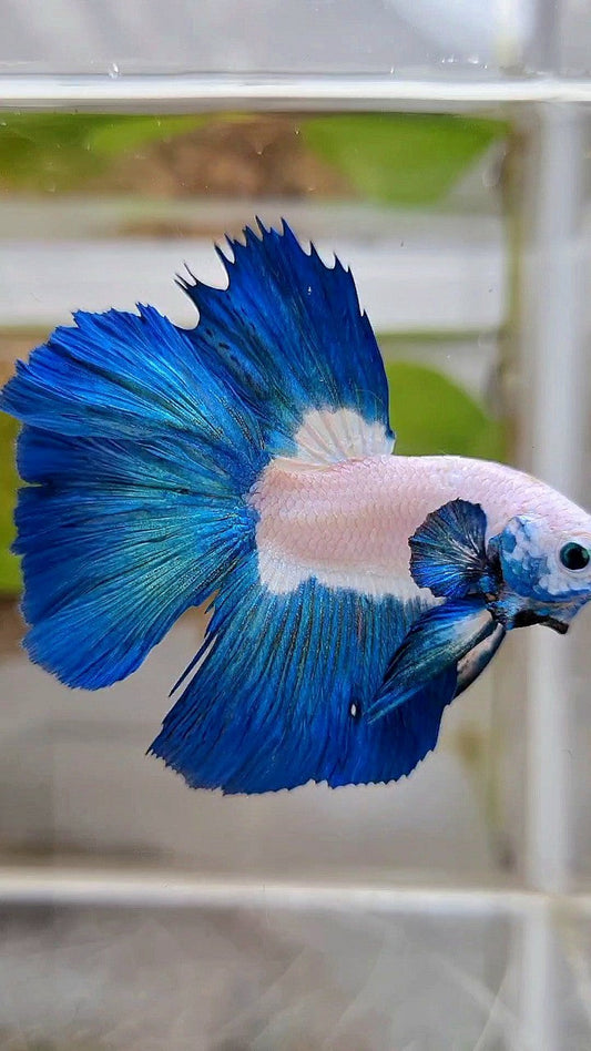HALFMOON BIG EAR ROSETAIL BLUE RIM BICOLOR BETTA FISH