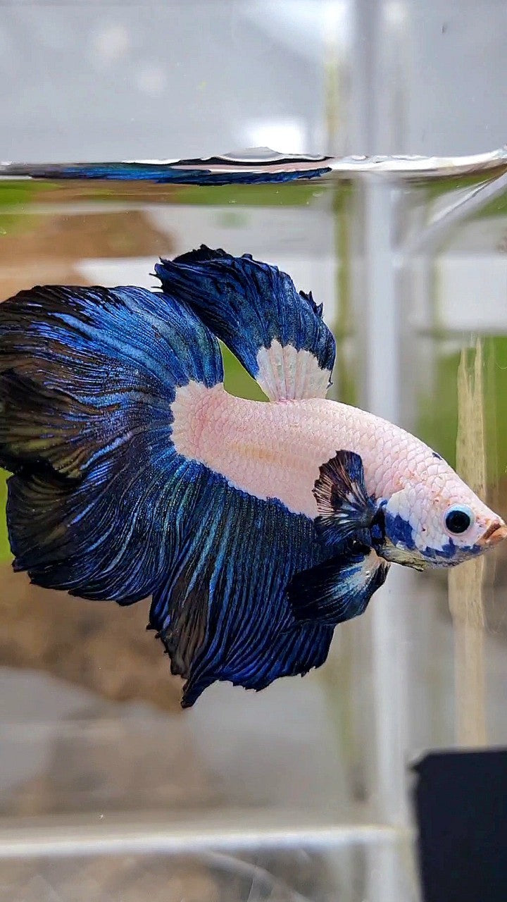 HALFMOON ROSETAIL DARK BLUE RIM BICOLOR BETTA FISH